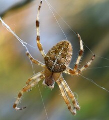 Common spider on the meadow.