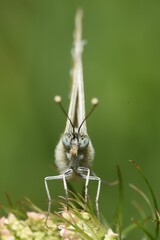 Pontia edusa frontal view.
