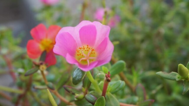 Portulaca flower with a natural background. Indonesian call it krokot