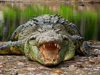 Gordijnen Saltwater Crocodile in La Manzania, Jalisco Mexico © DAVID