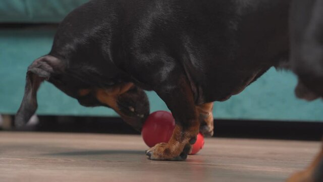 dog tries fetch and play in special chew toy for mental and physical stimulation. Interactive puzzle to extend play time at home.