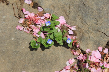 石の隙間から生えているオオイヌノフグリや、サクラの花びら