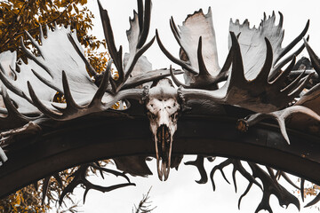 scary atmospheric picture of moose skull in horn installation