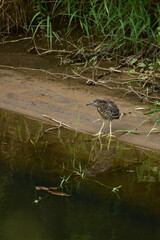 水際のホシゴイ