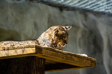 lynx  in zoo