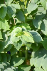 fresh green star gooseberry tree in garden