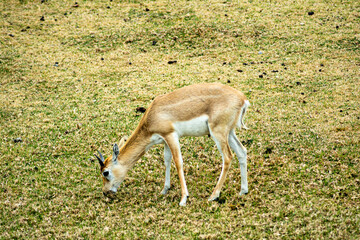 impala antelope in Kruger park