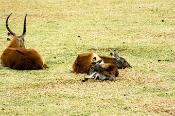 antelope  in a normal day  at the zoo