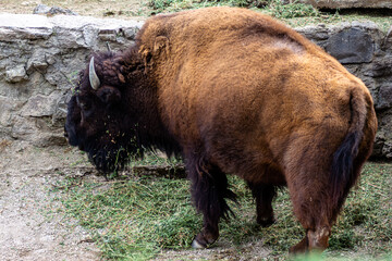Buffalo walking and eating in their habitat at the zoo. 