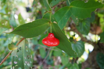 Semarang Rose Apple on a tree