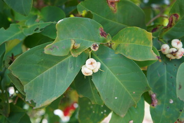 White Semarang Rose Apple on a tree