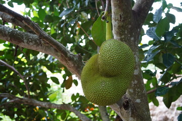 jackfruit on a tree