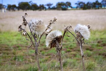 dried nettle seed heads in the field