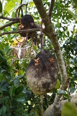 Jackfruit destroyed by insects on a tree