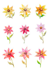 multicolored watercolor flowers isolated
