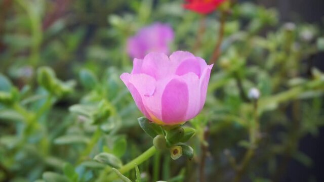 Portulaca flower with a natural background. Indonesian call it krokot