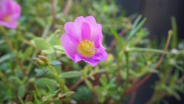 Portulaca flower with a natural background. Indonesian call it krokot