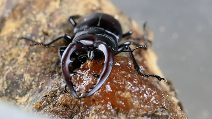 餌を食べるノコギリクワガタのオス