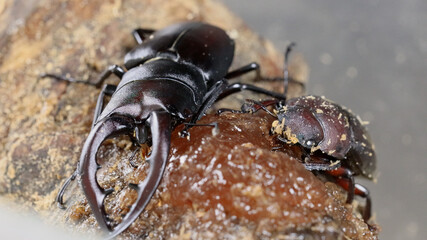 餌を食べるノコギリクワガタのペア
