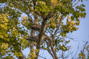 Pareja de palomas atentas al peligro.
