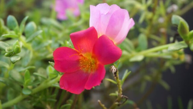 Portulaca flower with a natural background. Indonesian call it krokot