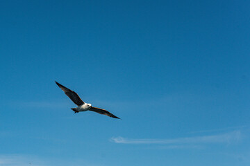 seagull flying in blue sky wings wide apart
