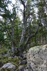 Gnarlwood