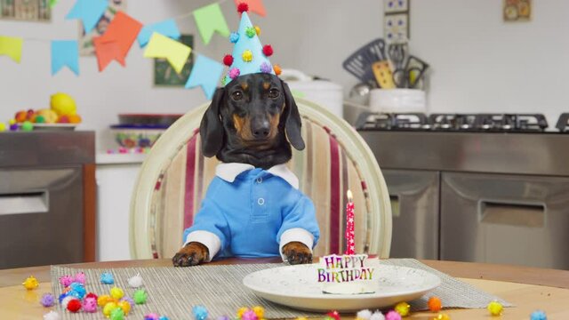 Cute dachshund dog with party hat and festive cake with burning candle celebrates birthday in decorated room at home closeup