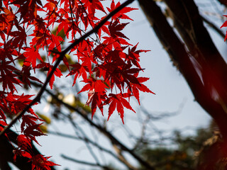 한국의 가을 단풍