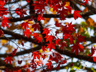 한국의 가을 단풍