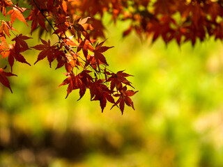 Fototapeta na wymiar 한국의 가을 단풍
