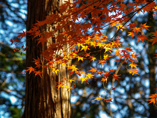한국의 가을 단풍