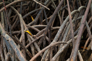 Tangle of mangrove roots, preventing anyone from entering, in a marshland area, on Gam Island, Raja Ampat, Indonesia