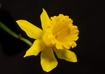 yellow daffodil on black