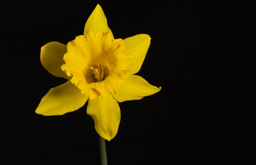 Naklejka na ściany i meble yellow daffodil on black background