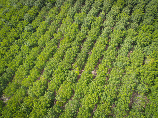 Aerial view forest tree rubber tree leaves environment forest nature background, Texture of green tree top view forest from above, rubber tree plantation