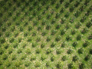 Aerial view of the dragon fruit green fields nature agricultural farm background, top view dragon fruit tree from above of crops in green, Bird's eye view tropical pitaya fruit tree Asian