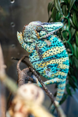 Multicolored chameleon on green tree at tropical forest or zoo. Wild bright reptile or exotic animal