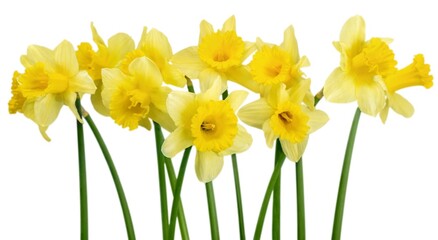 Fototapeta premium Daffodil.