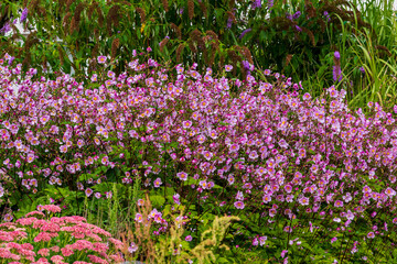Ein blühendes Blumenbeet im Herbst