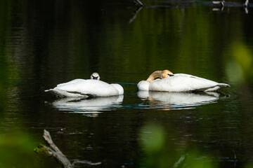 Tundra swan pair resting in an alpine lake