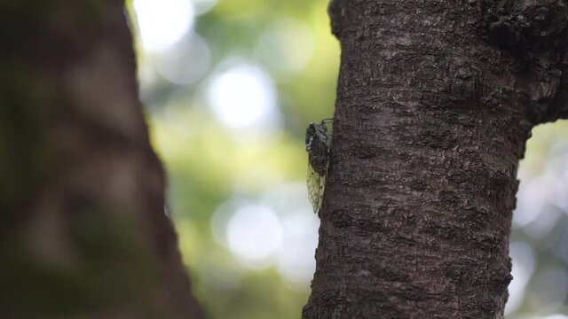 	飛び去るセミ