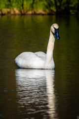 Tundra swan swimming in an alpine lake