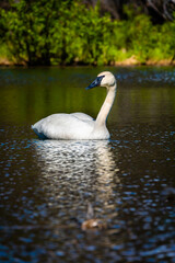 Tundra swan swimming in an alpine lake