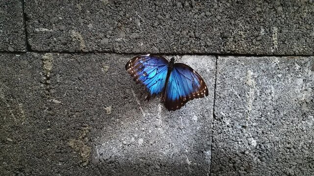 Top-down view of Menelaus Blue Morpho butterfly resting on cement paving stones