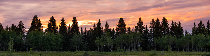 Pine forest trees beautiful colorful orange sunset panorama landscape background