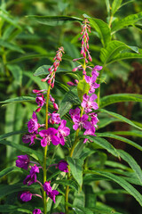 Fireweed flower blooming