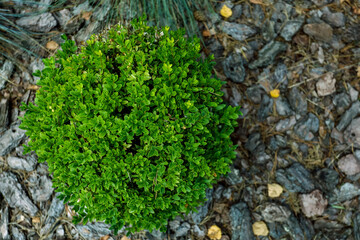 Top view, green plant in the shape of the ball, close-up. High quality photo