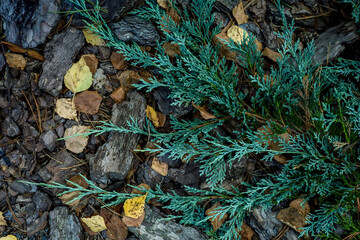 Background, green leaves, pine needles, stones. High quality photo