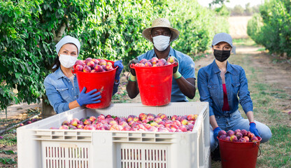 Portrait of farmers in protective masks squatting with buckets full of ripe plums in a fruit nursery during a pandemic next..to a crate of fruits